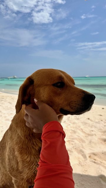 Perro en la playa
